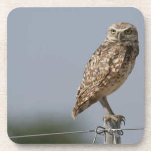 A burrowing owl sitting on a fence post. Taken Coaster