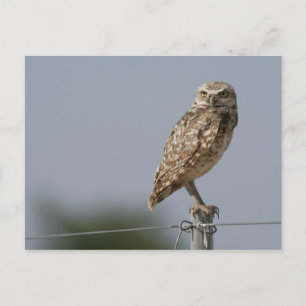 A burrowing owl sitting on a fence post. Taken Postcard