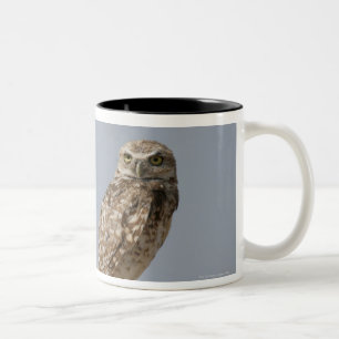 A burrowing owl sitting on a fence post. Taken Two-Tone Coffee Mug