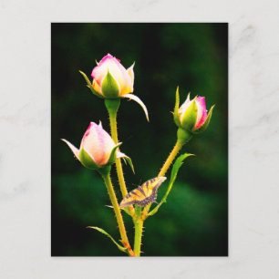 A butterfly and roses postcard