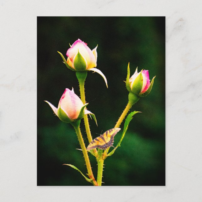 A butterfly and roses postcard (Front)