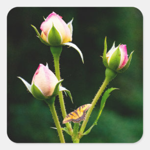 A butterfly and roses square sticker