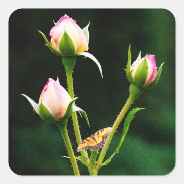 A butterfly and roses square sticker (Front)