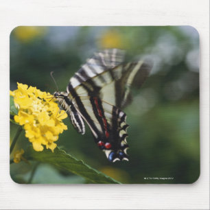 A butterfly, in the family of Swallowtails or Mouse Pad