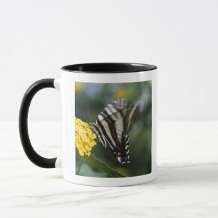 A butterfly, in the family of Swallowtails or Mug
