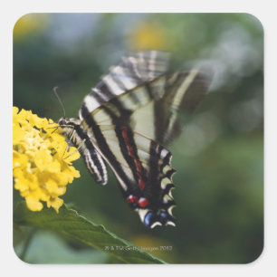A butterfly, in the family of Swallowtails or Square Sticker