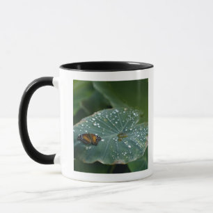 A Butterfly on a leaf with water droplets Mug