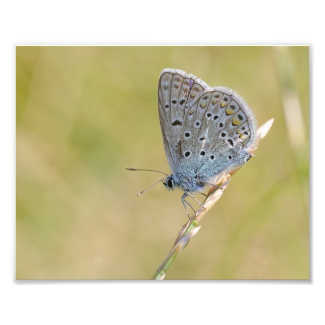 A butterfly photo print (Front)