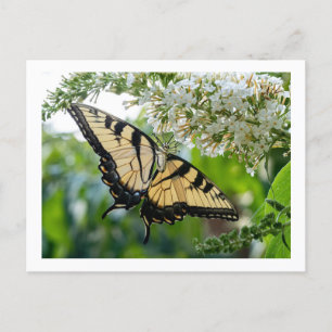 A butterfly with yellow and black wings holiday postcard