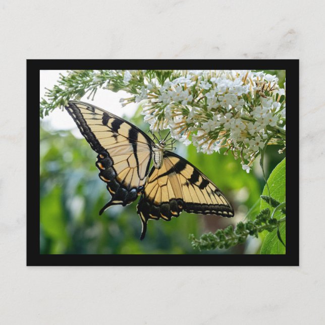 A butterfly with yellow and black wings  postcard (Front)