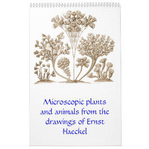 A Calendar from the Drawings of Ernst Haeckel.