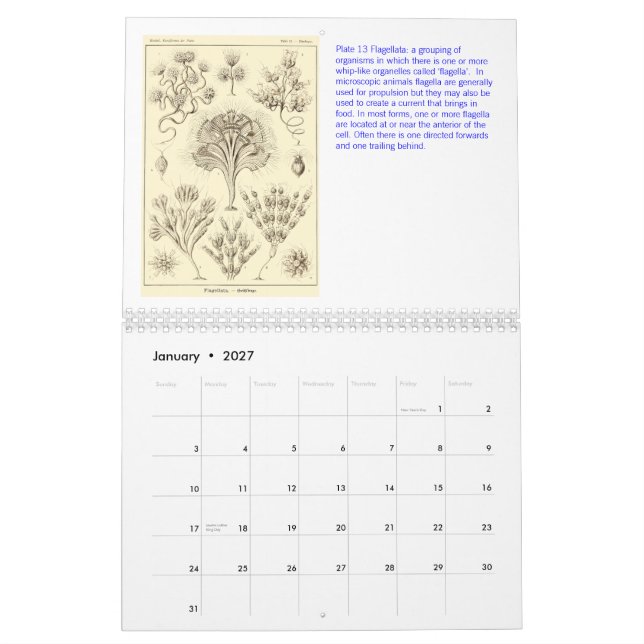 A Calendar from the Drawings of Ernst Haeckel (Jan 2027)
