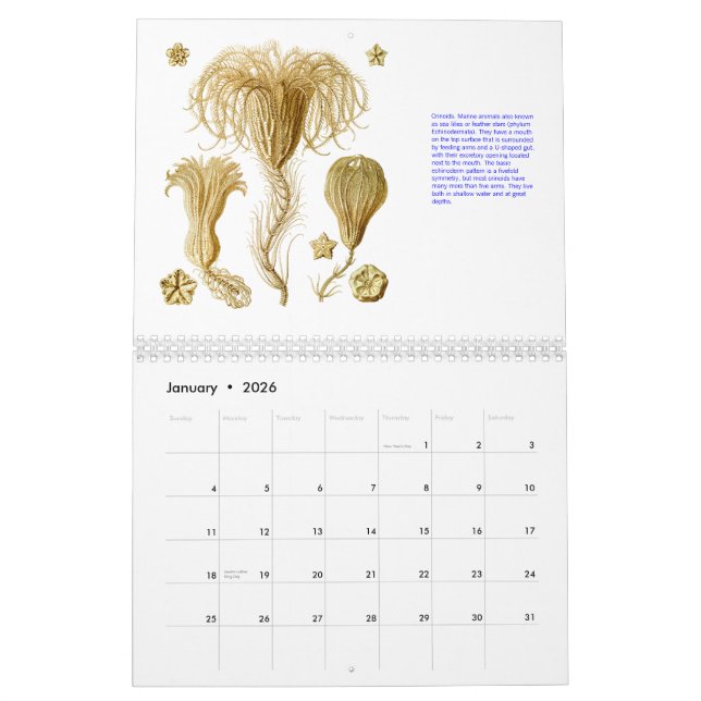 A calendar from the drawings of Ernst Haeckel. (Jan 2026)