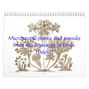 A calendar of microscopic plants and animals.