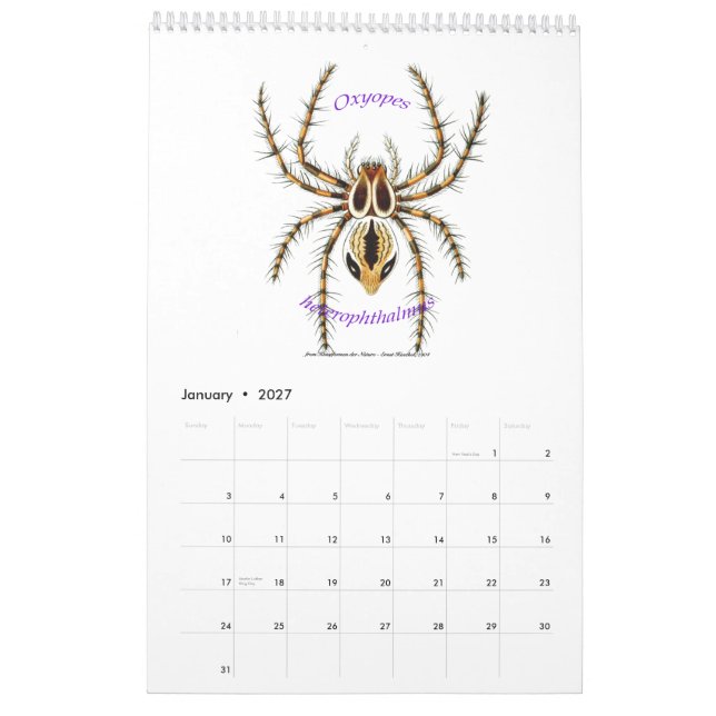 A calendar of spiders by Ernst Haeckel. (Jan 2027)