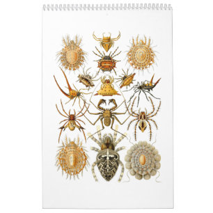 A calendar of spiders by Ernst Haeckel.