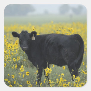 A calf amid the sunflowers of the Nebraska Square Sticker