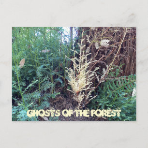 A CALIFORNIA MYSTERY: GHOSTS OF THE FOREST POSTCARD