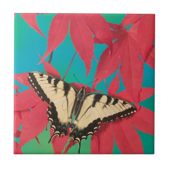 A Canadian Tiger Swallowtail Butterfly Ceramic Tile (Front)