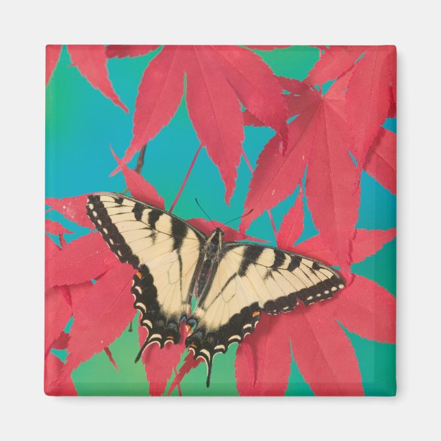 A Canadian Tiger Swallowtail Butterfly Magnet (Front)