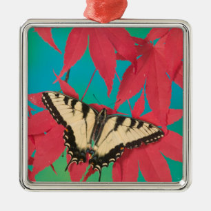 A Canadian Tiger Swallowtail Butterfly Metal Ornament