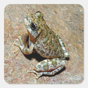A Canyon Treefrog Square Sticker