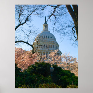 A Capital Cherry Blossom Poster