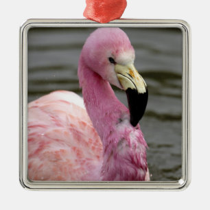 A captive photo of a Andean Flamingo Metal Ornament