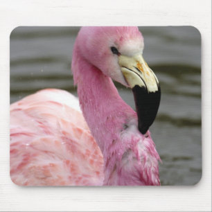 A captive photo of a Andean Flamingo Mouse Pad