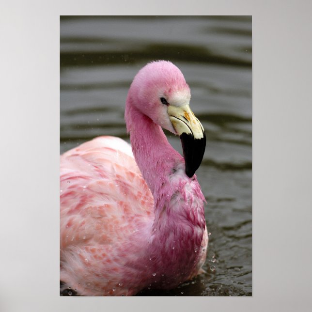 A captive photo of a Andean Flamingo Poster (Front)