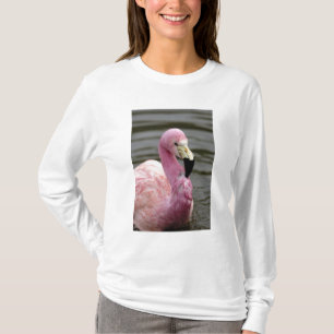 A captive photo of a Andean Flamingo T-Shirt