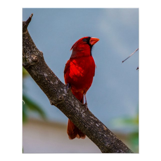 A Cardinal 20 x 25 Glossy Poster (Front)