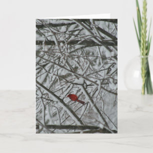 A cardinal in the snowy trees holiday card