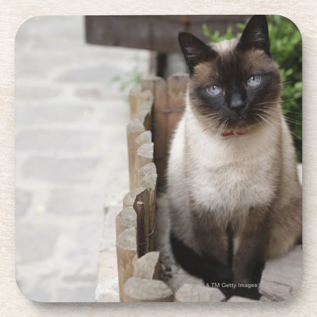 A Cat Coaster (Front)