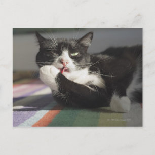 A Cat Licking It's Paw Postcard