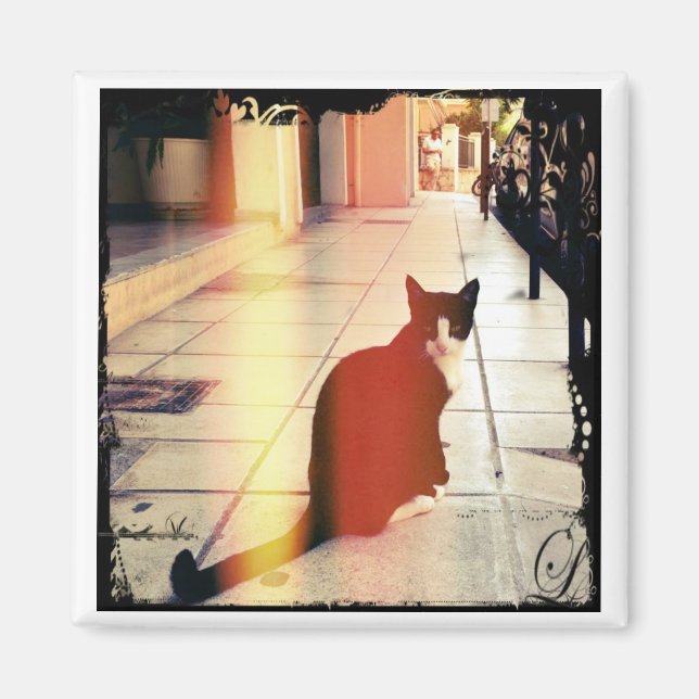 A Cat Magnet (Front)