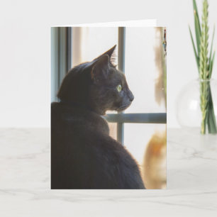 A cat offers a hello or sympathy card