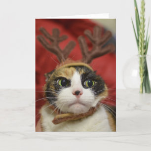 A cat wearing reindeer antlers card