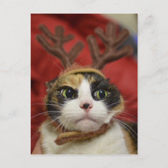 A cat wearing reindeer antlers postcard (Front)