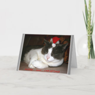 A Cat's Christmas Wish Holiday Card
