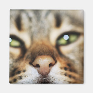 A Cat's Face Magnet