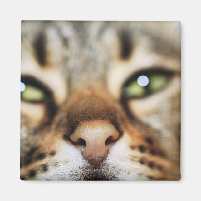 A Cat's Face Magnet (Front)