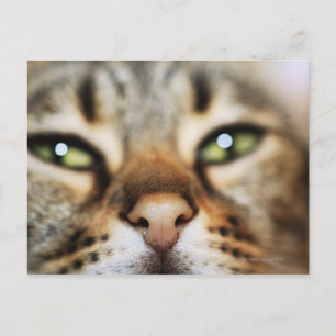 A Cat's Face Postcard