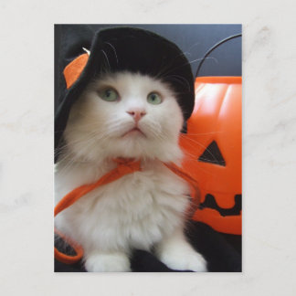 A Cat's Halloween Postcard