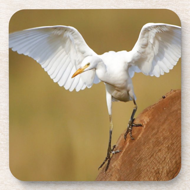 A Cattle Egret (Bubulcus Ibis) Descends Coaster (Front)