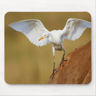 A Cattle Egret (Bubulcus Ibis) Descends Mouse Pad