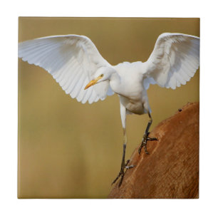 A Cattle Egret (Bubulcus Ibis) Descends Tile