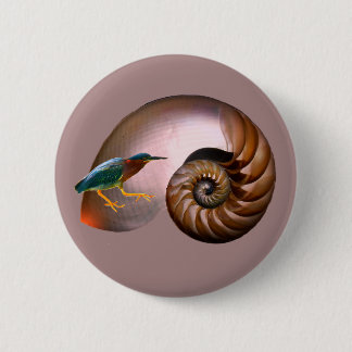 A chambered nautilus shell 6 cm round badge