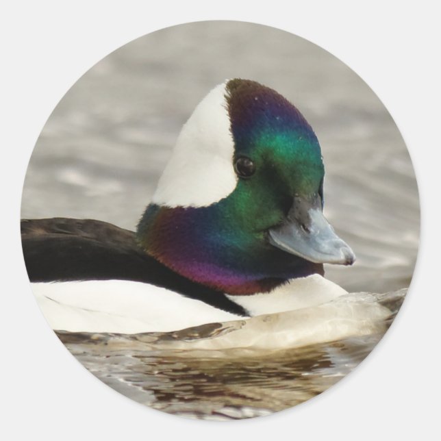 A Charming Bufflehead Duck Swims By Classic Round Sticker (Front)