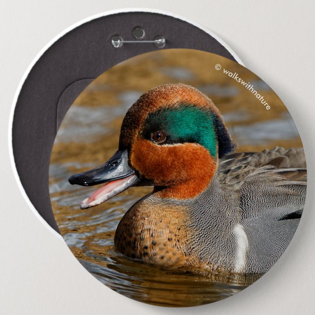 A Chatty Green-Winged Teal Duck at the Pond 6 Cm Round Badge (Front & Back)
